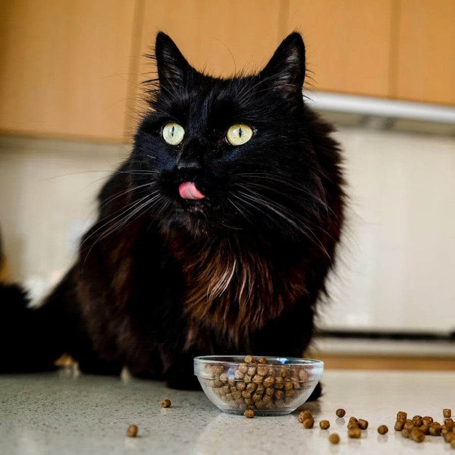 LocalID_64902 Petcurean - GO! Carnivore SALMON AND COD Dry Cat Food - 7.26KG (16lb
