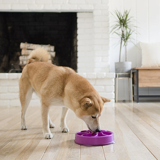 Outward Hound - Fun Feeder Flower - PURPLE - MEDIUM - 21CM (8.3in)