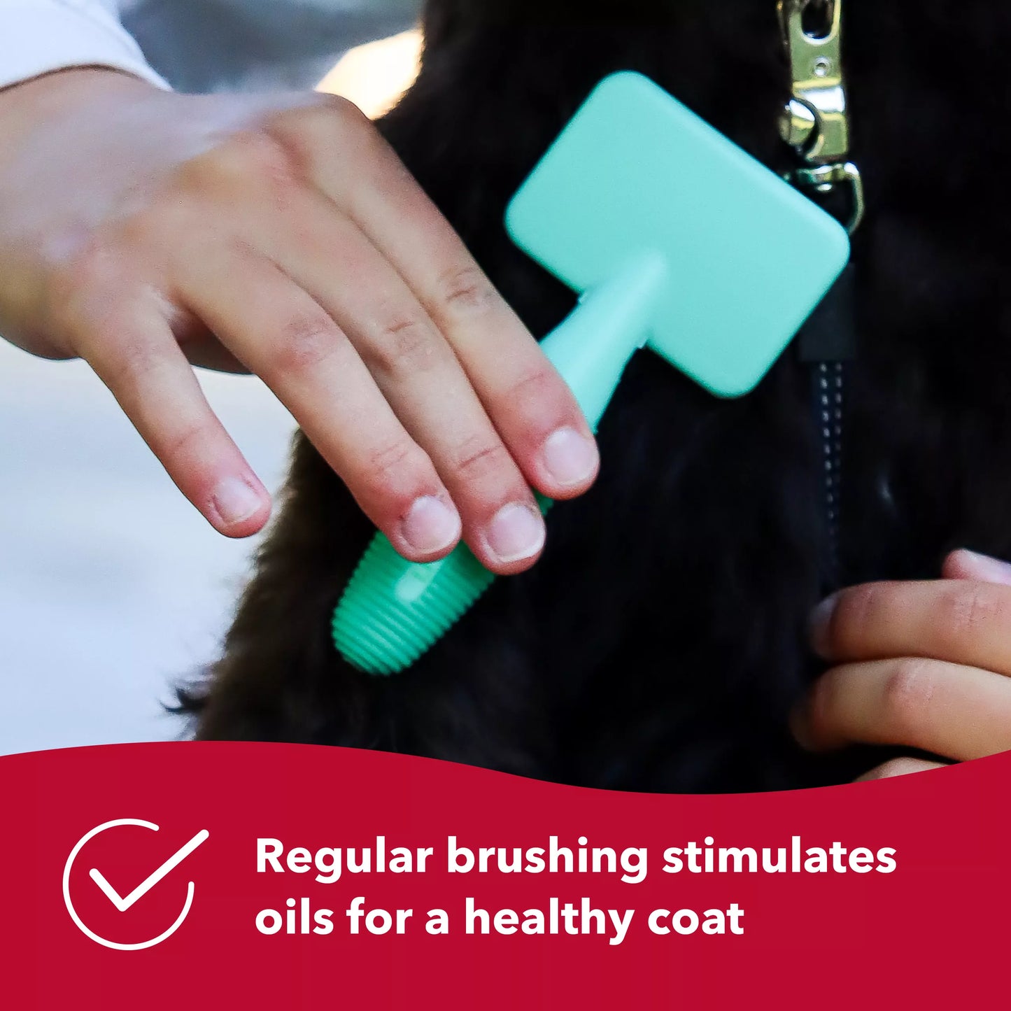 LocalID_70574 Coastal - Lil Pals Slicker Brush Coated Tips