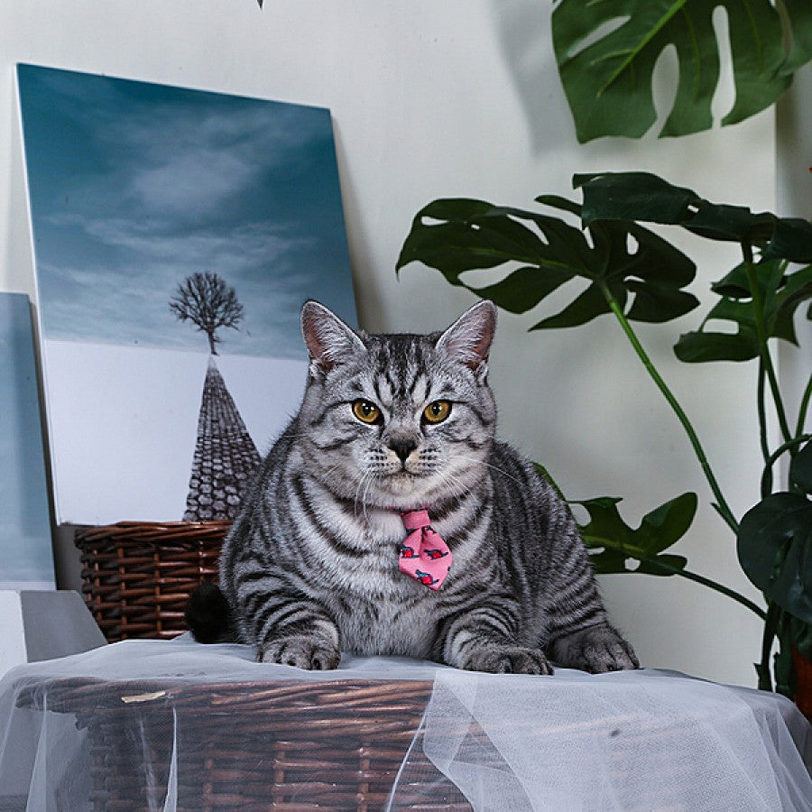 Hugsmart - Tie Cat Collar - CATZILLA - 1 x 30CM (3/8x12in)