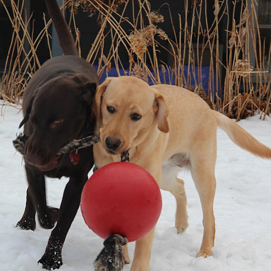 LocalID_69710 Jolly Pets - Romp N Roll Ball with Rope Dog Toy - RED - 20CM (8in)