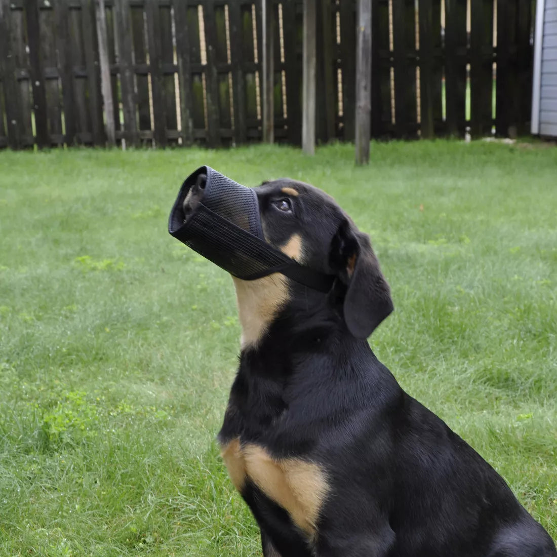 LocalID_70218 Coastal - Best Fit Adjustable Mesh Muzzle - Black - Size 6