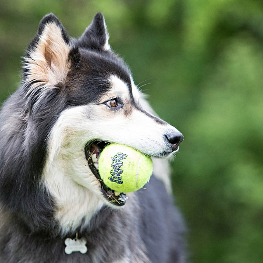 LocalID_69755 KONG - AirDog Squeaker Tennis Ball Dog Toy - SMALL - 5CM (2in) - 3PK
