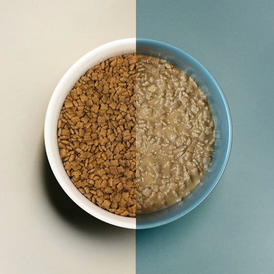 LocalID_67378 Petcurean - NOW Good Gravy SMALL BREED Adult SALMON Dry Dog Food - 1.59KG (3.5lb)