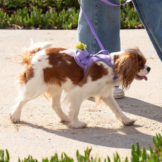 *DISC* Canada Pooch - Core Everything Harness with Poop Bag Dispenser - LAVENDER - SMALL