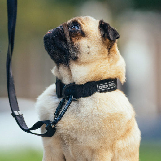 *DISC* Canada Pooch - Core Utility Collar - BLACK CAMO - MEDIUM