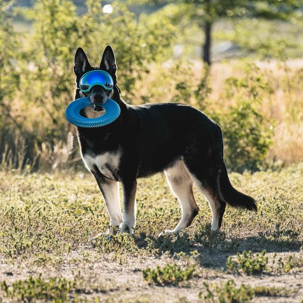 *DNR* Chuckit! - Rugged Flyer Dog Toy - MEDIUM - 25.5CM (10in) - 20% OFF