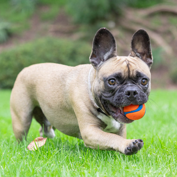 Chuckit! - Ultra Ball Float Dog Toy - SMALL - 5CM (2in) - 2PK