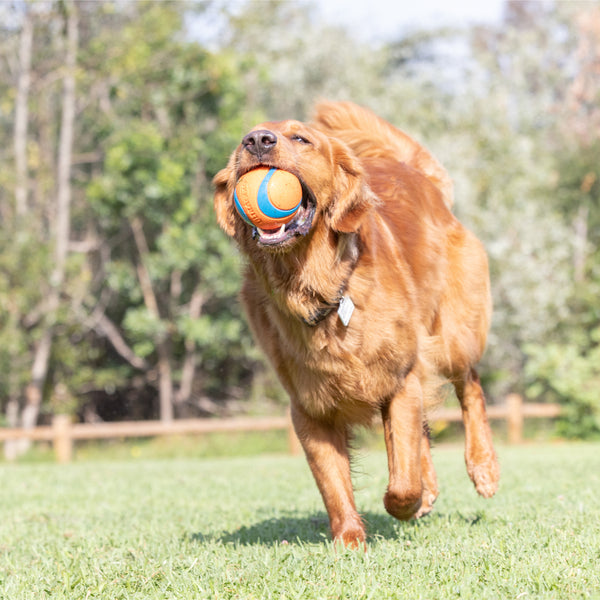 Chuckit! - Ultra Ball Float Dog Toy - XX-LARGE - 10.5CM (4in)