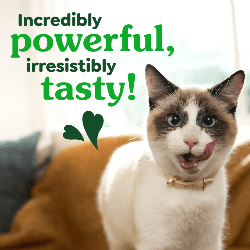 Greenies - Cat Dental CATNIP Flavour Cat Treats - 60GM (2.1oz)
