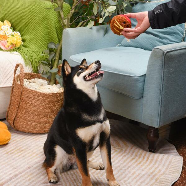 Hugsmart - Super Ball Food Party Spaghetti Meatball Dog Toy