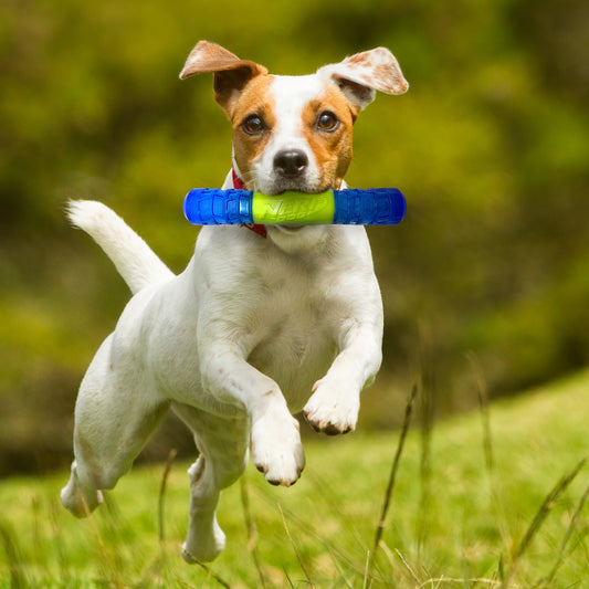 *DISC* Nerf - EXO Squeak Stick Dog Toy - 20.5CM (8in)