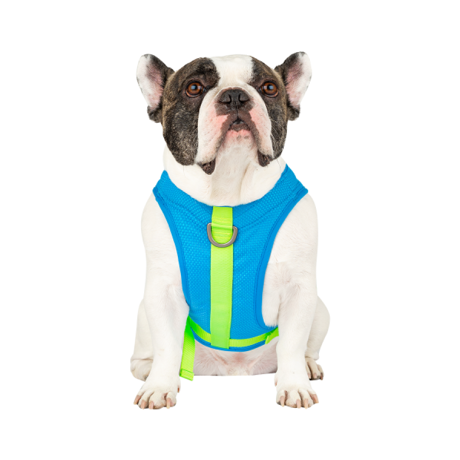 LocalID_60519 Canada Pooch - Chill Seeker Cooling Harness Blue Dog Harness - Size 12