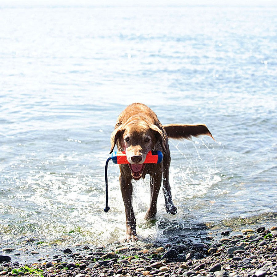 LocalID_69654 Chuckit! - Amphibious Bumper Dog Toy - MEDIUM - 23CM (9in)