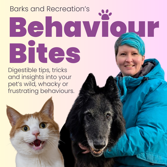 Illustrated graphic on the connection between a dog's gut biome and behaviour