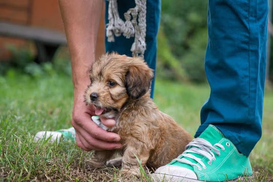 Puppy being trained outside in the grass