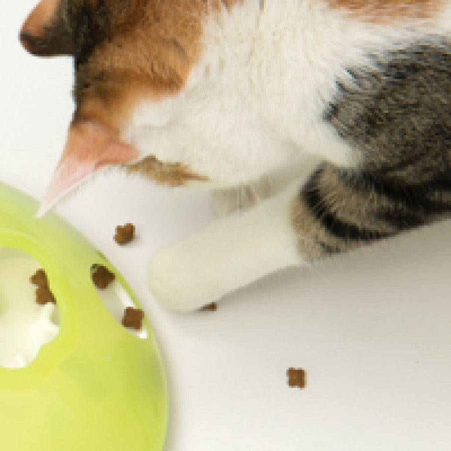 LocalID_65884 Catit - Play Treat Spinner Cat Toy - 18.5 x 18.5 x 8CM (7x7x3in)