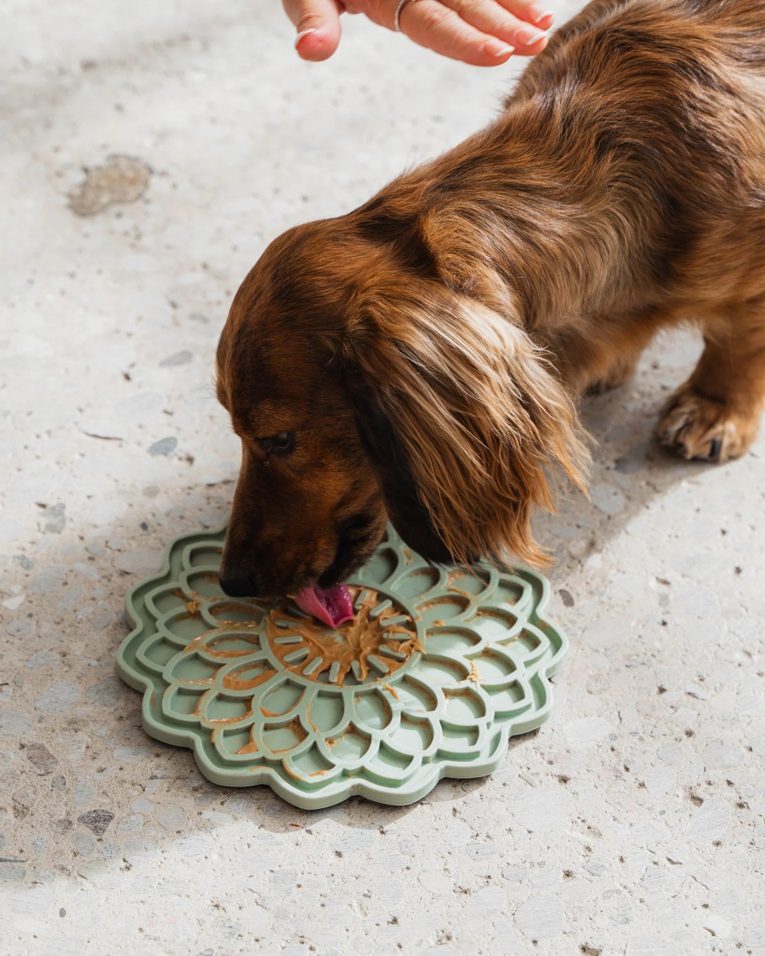 LocalID_70766 Dexypaws - Dog Enrichment Lick Mat Blooming Blossom - SAGE GREEN - 19.5CM (8in)