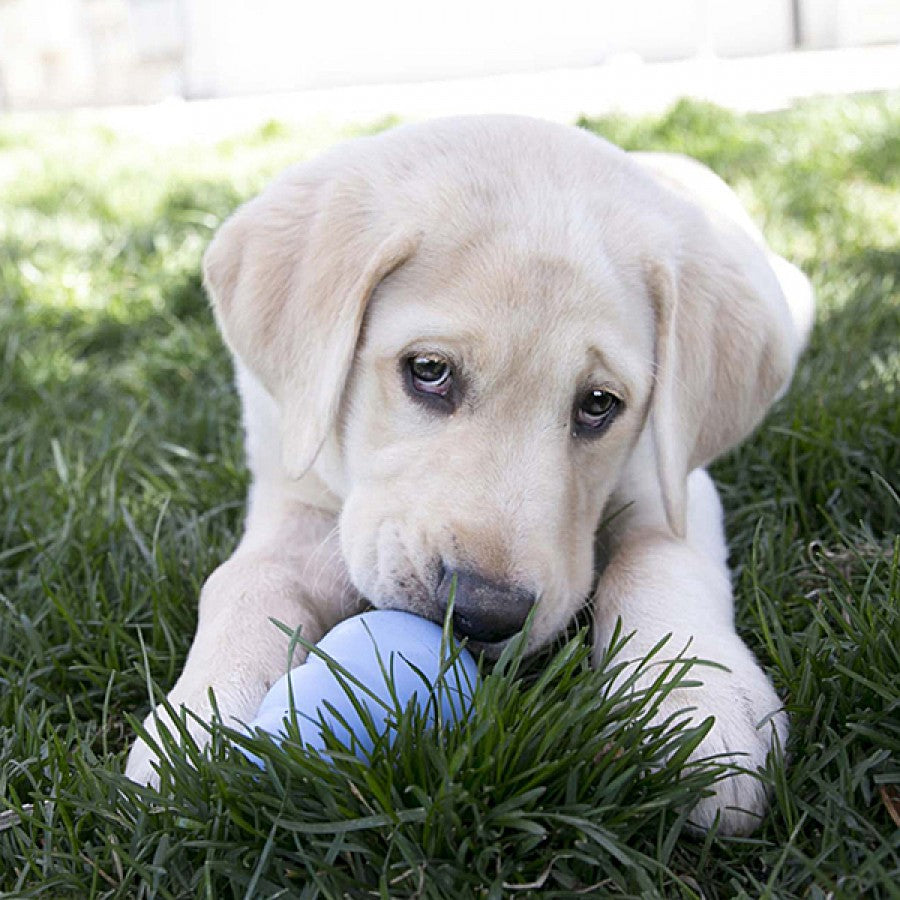 LocalID_69840 KONG - Puppy Treat Dispensing Chew Toy - LARGE - 10CM (4in)
