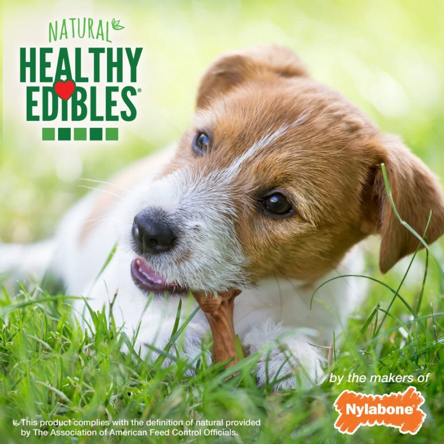 LocalID_69357 Nylabone - Healthy Edibles WILD BISON Dog Chew - LARGE - 16.5CM (6.5in)