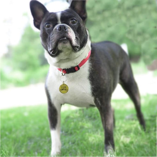 LocalID_70498 Primitives by Kathy - Tennis Balls Collar Charm - 2.5CM (1in)-2