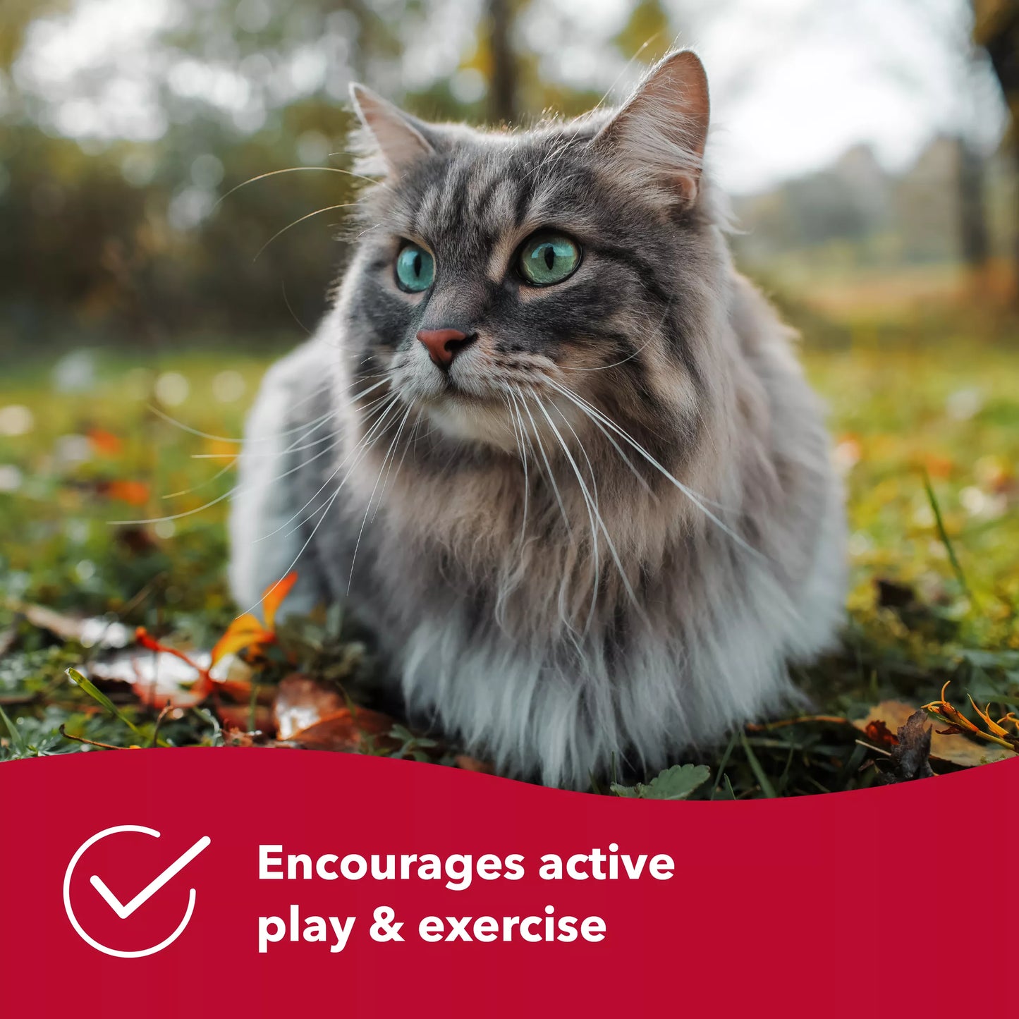 LocalID_69216 Coastal - Bergan Turbo Scratcher With Ball & Scratch Pad Center - 40.6CM (16in)