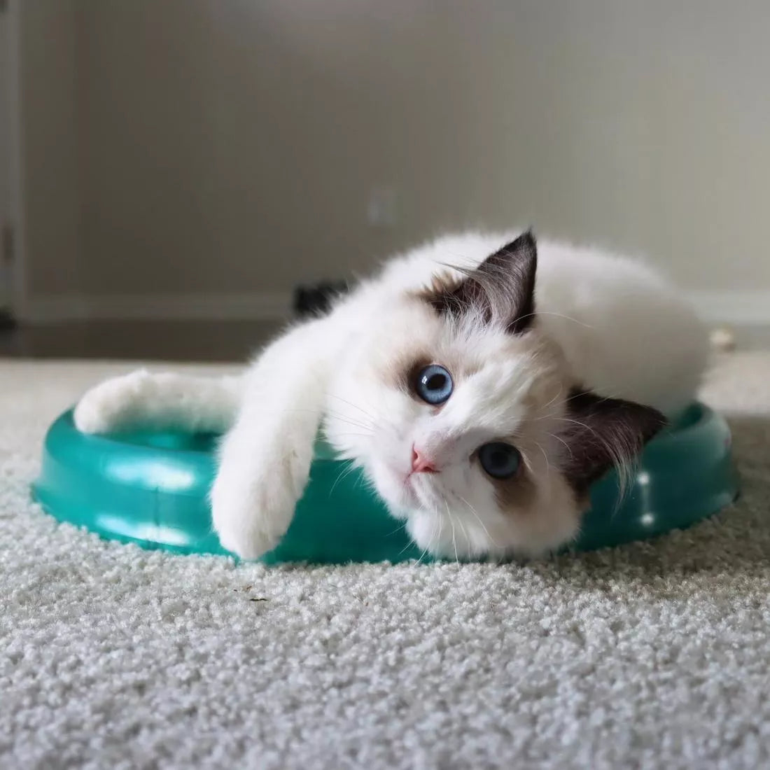 LocalID_69203 Coastal - Bergan Pet Products Replacement Pads For Turbo Scratcher - 26CM (10in) - 2PK