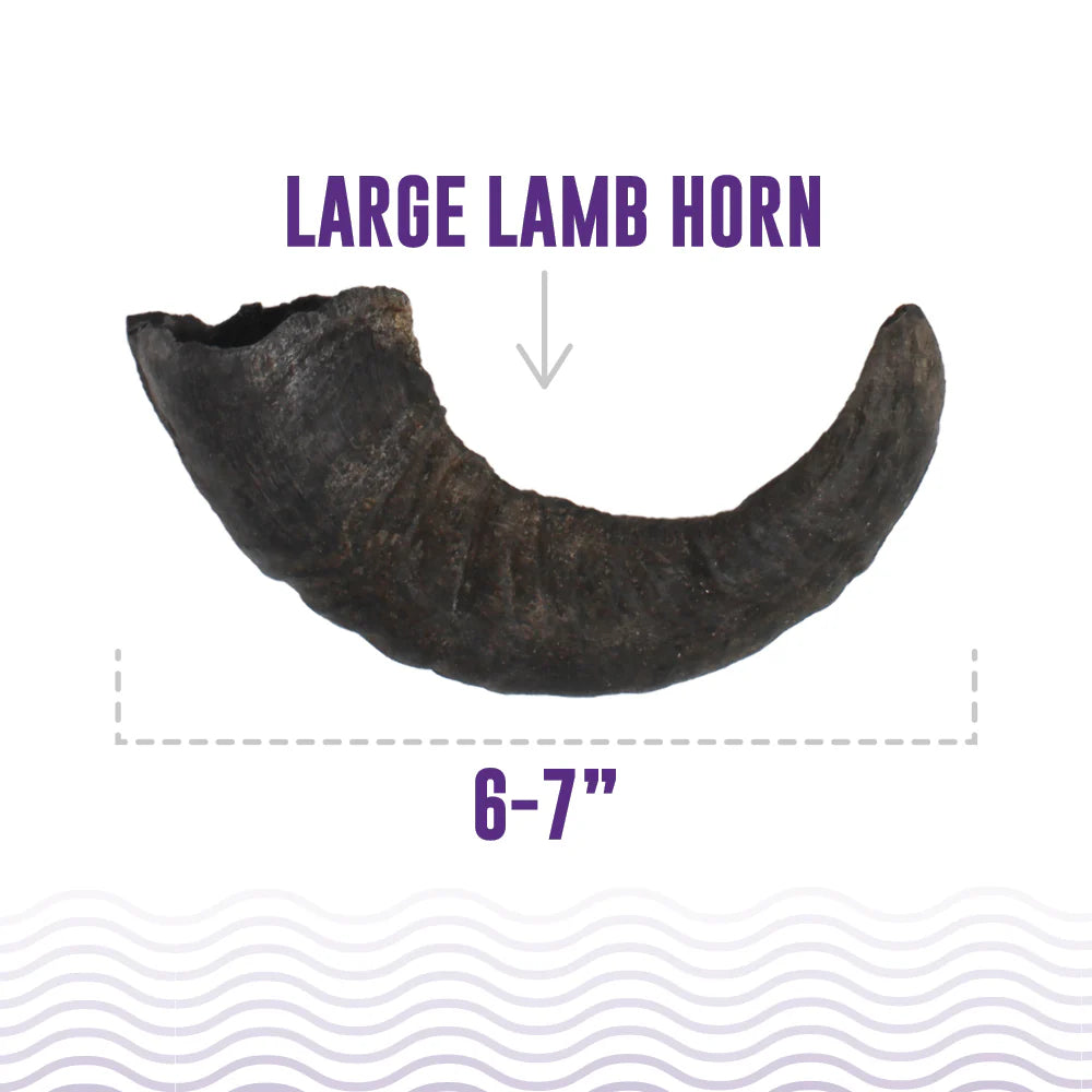 Icelandic+ - LAMB Horn Dog Chew - LARGE - 15-18CM (6-7in)