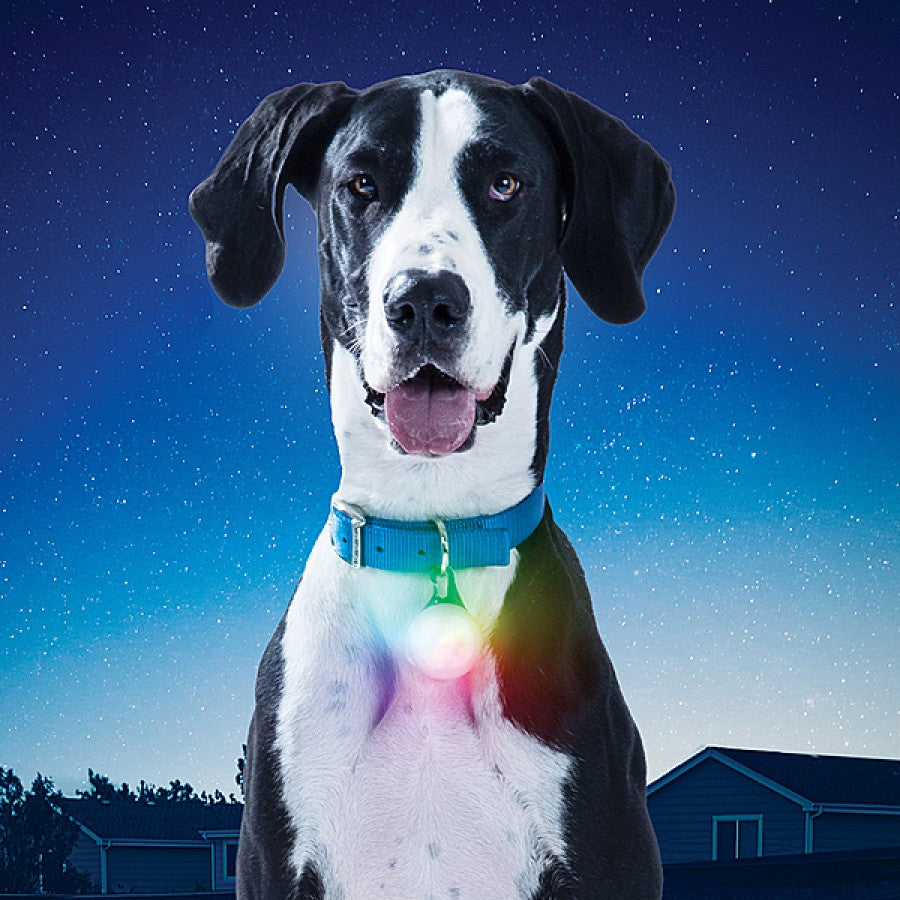 Nite Ize - SpotLit XL Rechargeable Collar Light - DISC-O - 5CM (2in)