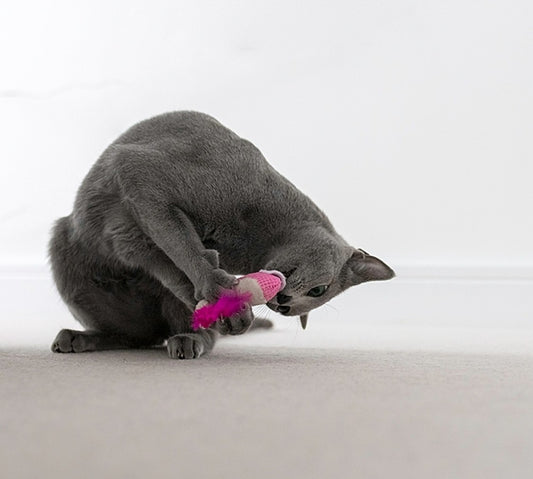 *S.O. - Up to 2 Week Wait* Petstages - Dental Shrimpies Cat Toy - 18CM (7.1in) - 2PK