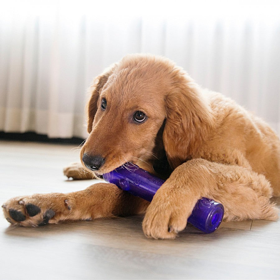 LocalID_69937 KONG - Squeezz Stick Dog Toy - LARGE - 28CM (11in)