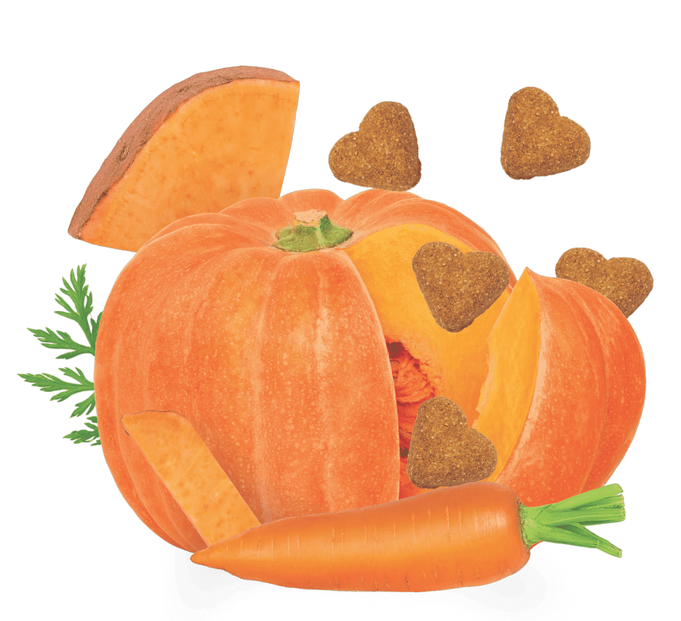 Darford - Grain Free PUMPKIN Recipe Dog Treat - 340GM (12oz)