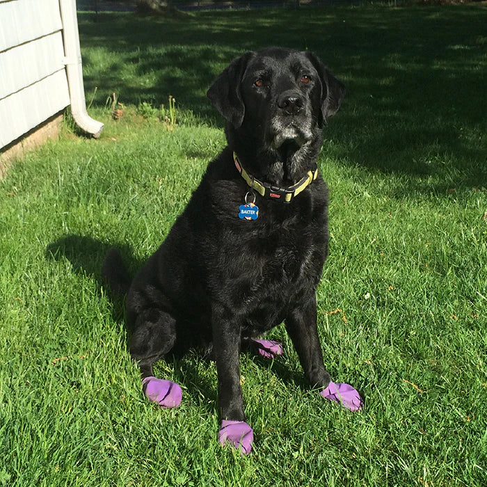 LocalID_66199 Pawz - Rubber Dog Boots - BLACK - LARGE