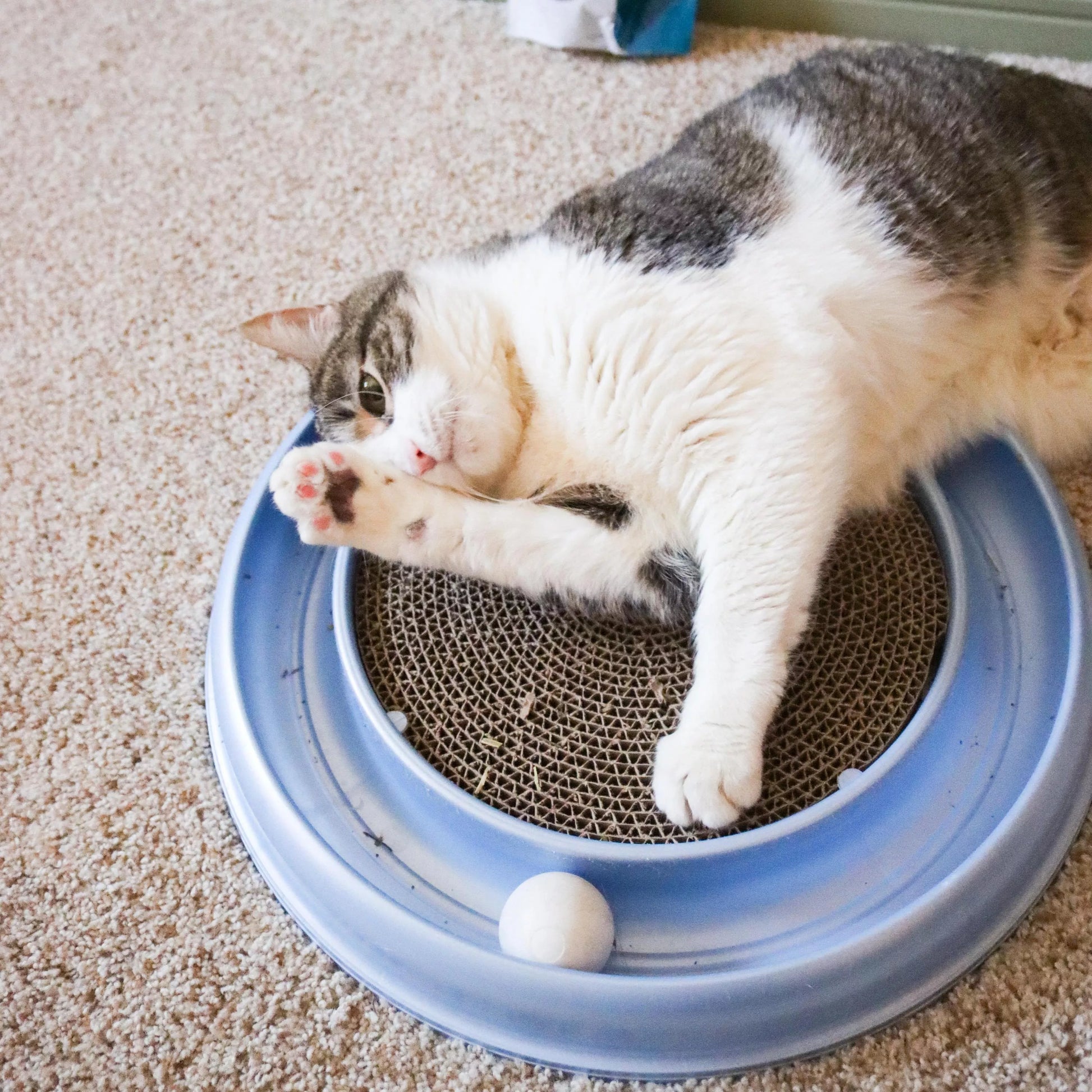 LocalID_69204 Coastal - Bergan Pet Products Replacement Pads For Turbo Scratcher - 26CM (10in) - 2PK