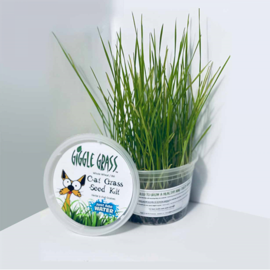 LocalID_55116 Giggle Grass - Cat Grass Seed Kit - 13CM (5in)
