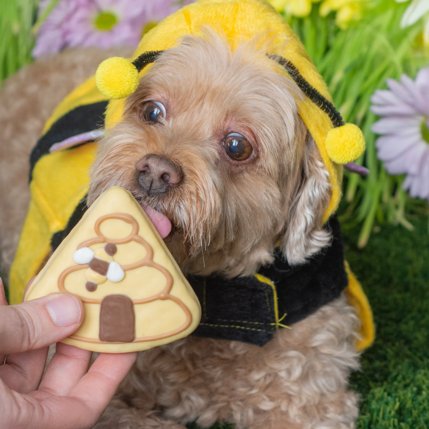 Bosco and Roxy's - BEEHIVE YOURSELF! Dog Treat - SPRING - 10CM (4in) (BULK)