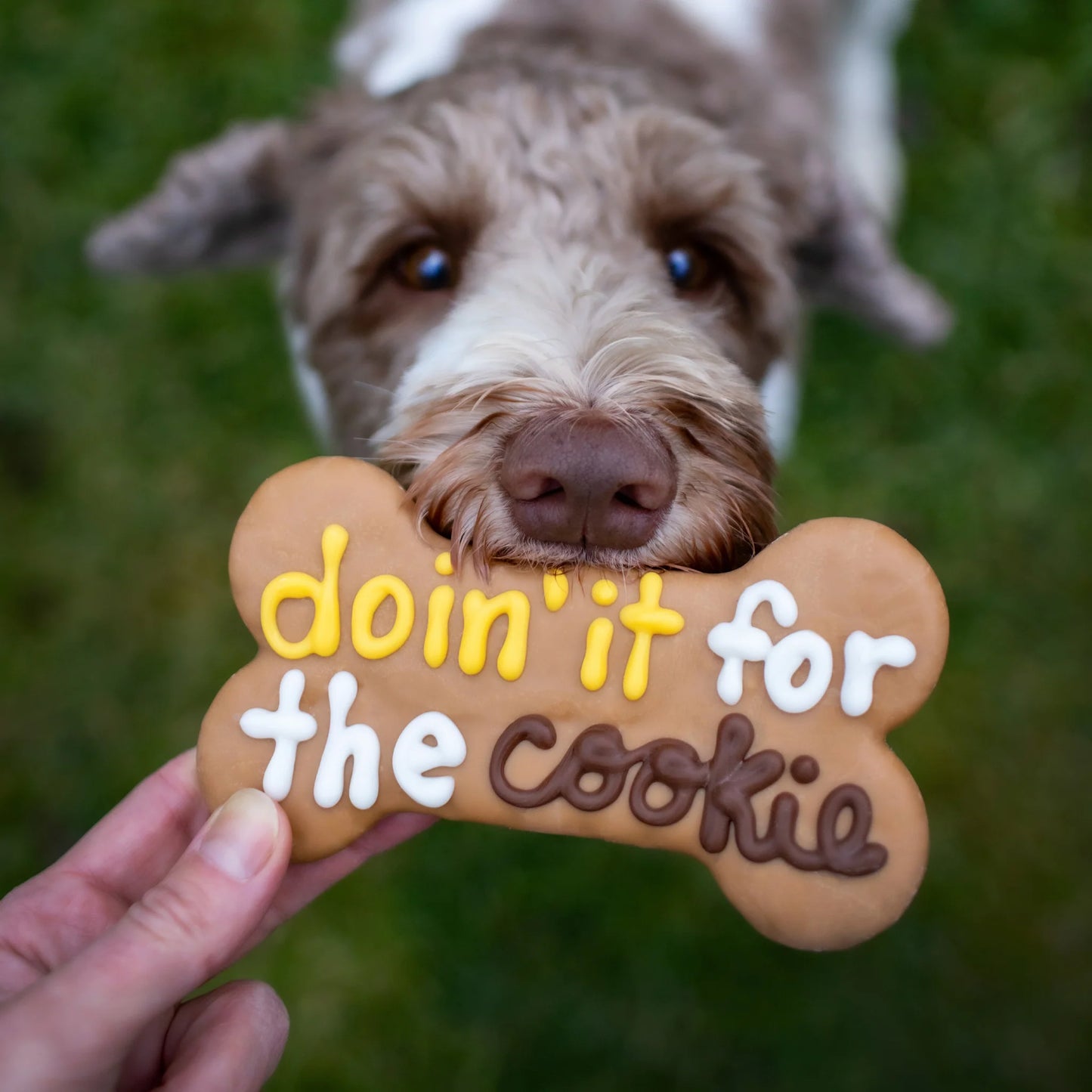 Bosco and Roxy's - DOIN' IT FOR THE COOKIE Dog Treat - CANINE CLASSICS - 15CM (6in) (BULK)