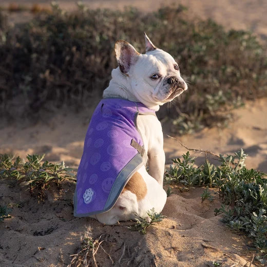 *DISC* Canada Pooch - Chill Seeker Cooling Vest Wet Reveal - PURPLE SMILEY - Size 18