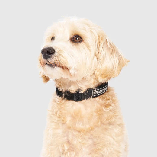 *DISC* Canada Pooch - Core Utility Collar - BLACK CAMO - MEDIUM
