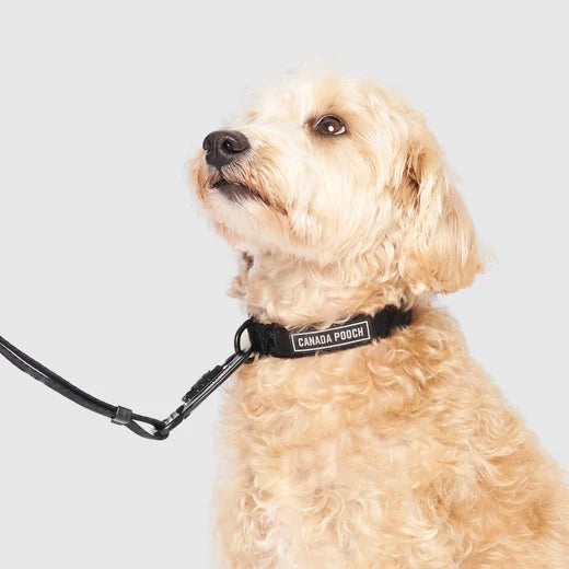 *DISC* Canada Pooch - Core Utility Collar - BLACK CAMO - MEDIUM