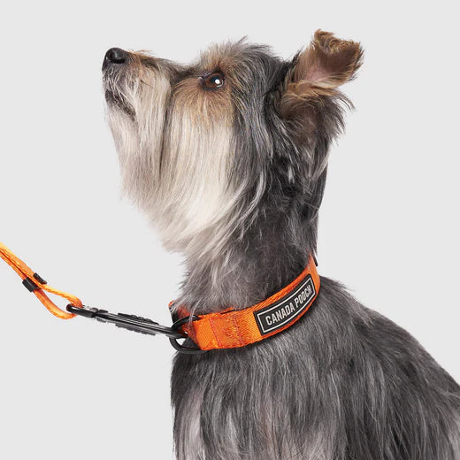 *DISC* Canada Pooch - Core Utility Collar - ORANGE CAMO - SMALL