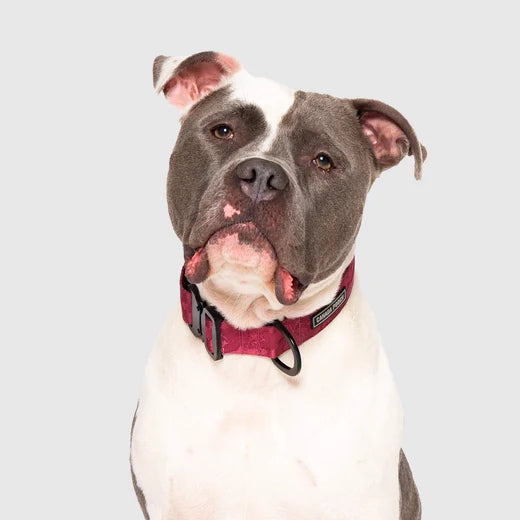 *DISC* Canada Pooch - Core Utility Collar - PLUM CAMO - SMALL