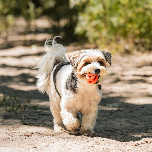 Chuckit! - Breathe Right Fetch Ball Dog Toy - SMALL - 5.5CM (2in) - 2PK