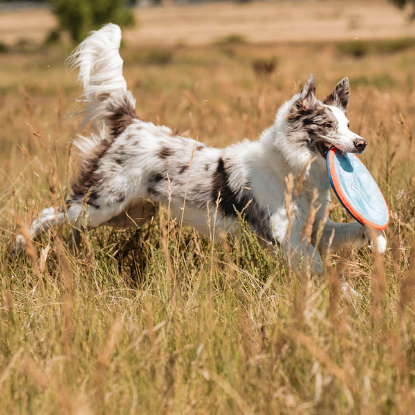Chuckit! - Paraflight Flyer Dog Toy - LARGE - 25CM (10in)