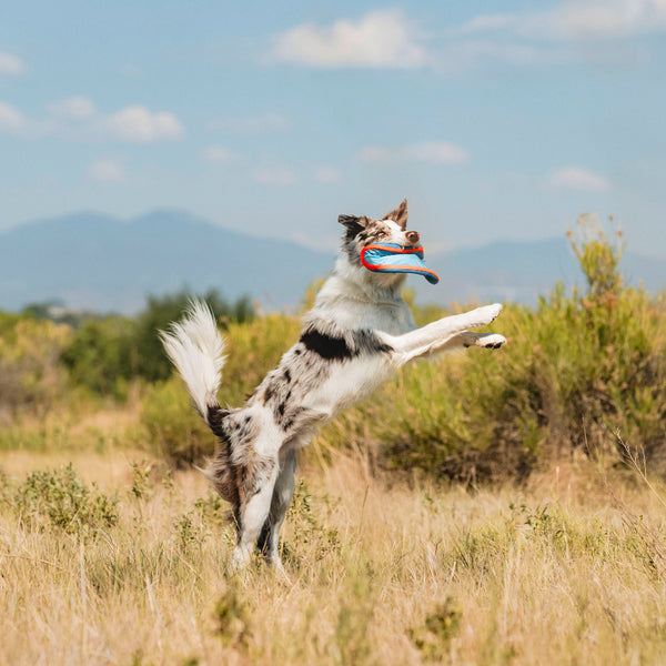 Chuckit! - Paraflight Flyer Dog Toy - LARGE - 25CM (10in)
