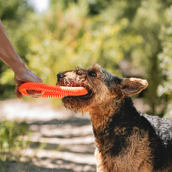 *DNR* Chuckit! - Rugged Flyer Dog Toy - MEDIUM - 25.5CM (10in) - 20% OFF
