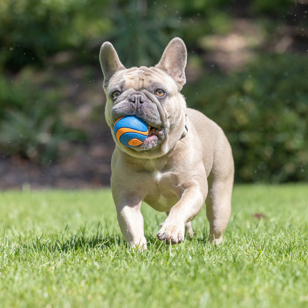 Chuckit! - Ultra Squeaker Ball Dog Toy - MEDIUM - 6.5CM (2.5in) - 2PK