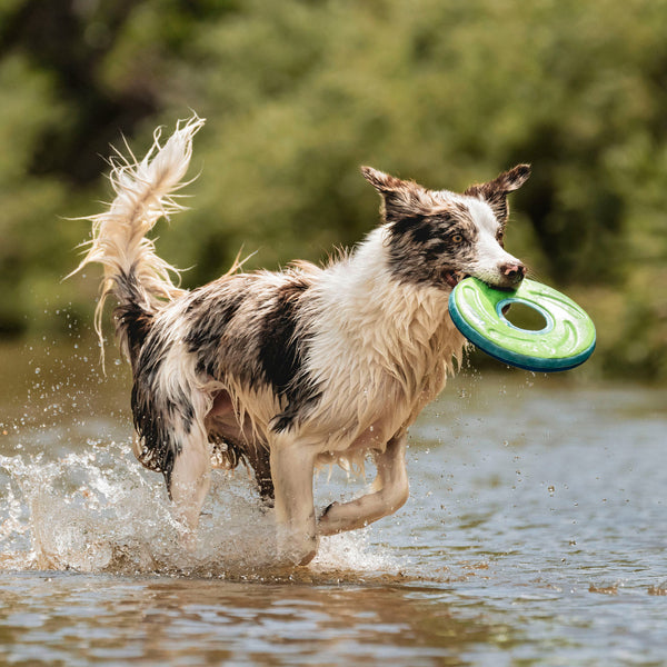 Chuckit! - Zipflight Dog Toy - MEDIUM - 21CM (8in)