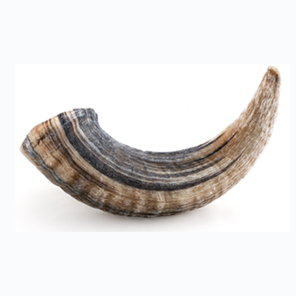 Icelandic+, LAMB Horn Dog Chew, LARGE, 15-18CM (6-7in)