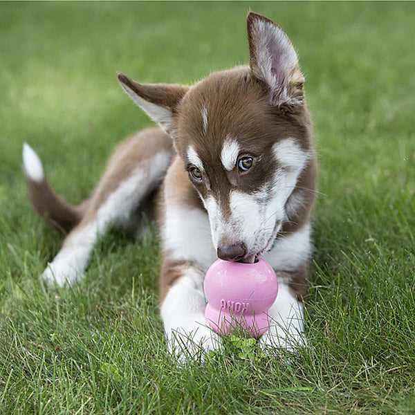 KONG, Easy Treat PUPPY Dog Treat, 226GM (8oz)